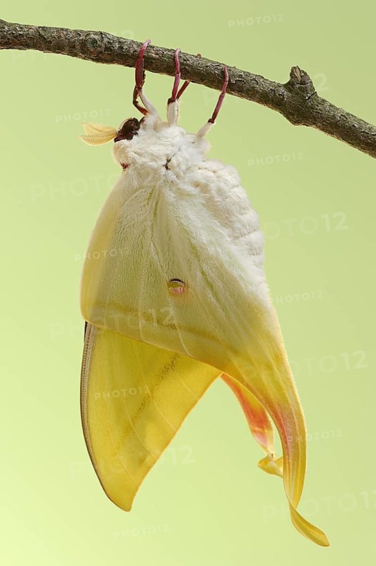 Indian luna moth (Actias selene), freshly hatched male, captive, occurrence in Asia