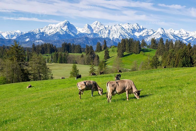 Dairy cows on a pasture, snow-covered mountains, hiking area, forest, trees, Allgaeu Alps, near Fuessen, Buching, Ostallgaeu, Allgaeu, Bavaria, Germany, Europe