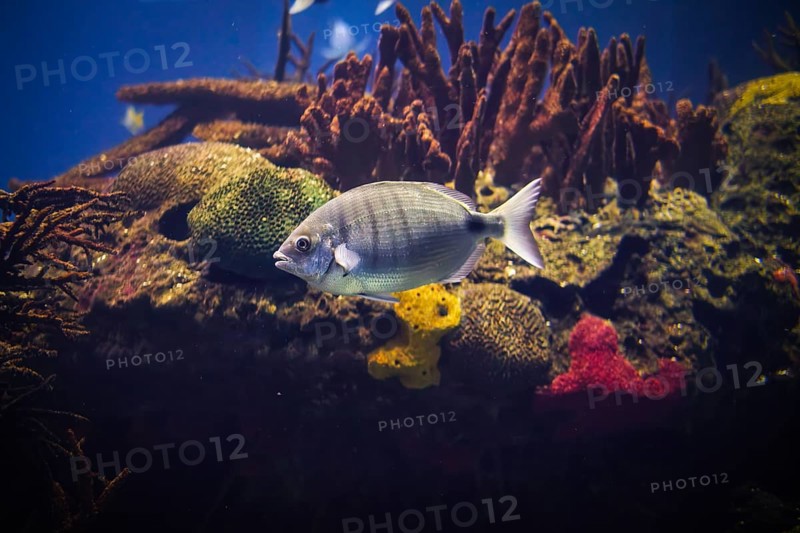 Sargo or white seabream Diplodus sargus fish underwater in sea