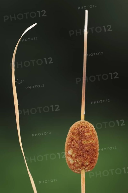 Small cattail or least bulrush (Typha minima), fruit stand, Austria, Europe