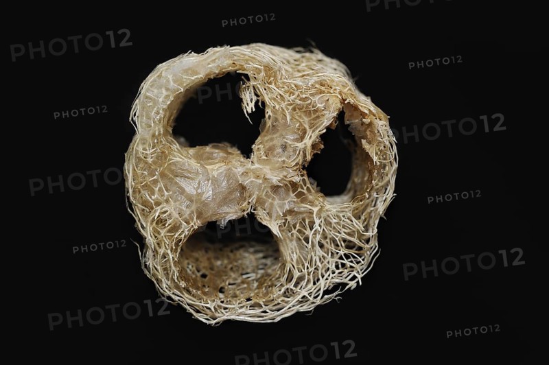 Sponge cucumber (Luffa aegyptiaca, Luffa cylindrica), fibrous interior of the ripe fruit, used as a loofah sponge, massage and bath sponge