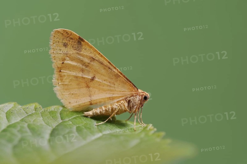Scarce umber (Agriopis aurantiaria), male, North Rhine-Westphalia, Germany, Europe