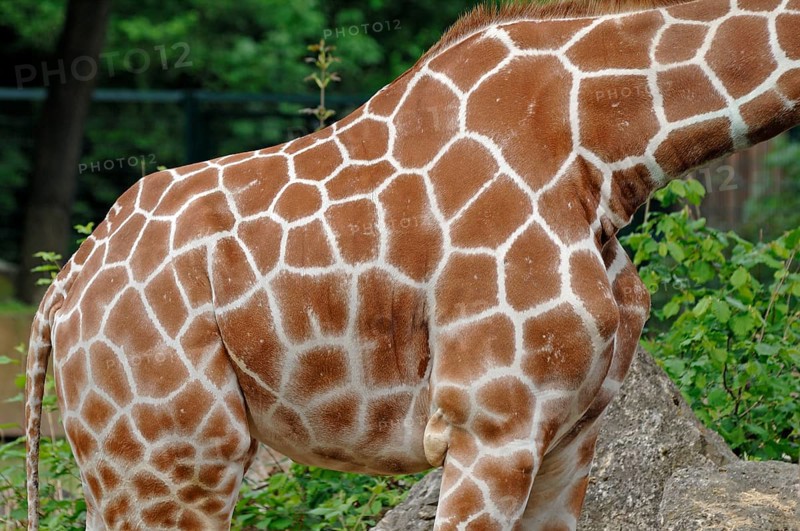 Body pattern of a reticulated giraffe, Giraffa camelopardalis reticulata, Nuremberg Zoo, Am Tiergarten 30, Nuremberg, Middle Franconia, Bavaria, Germany, Europe