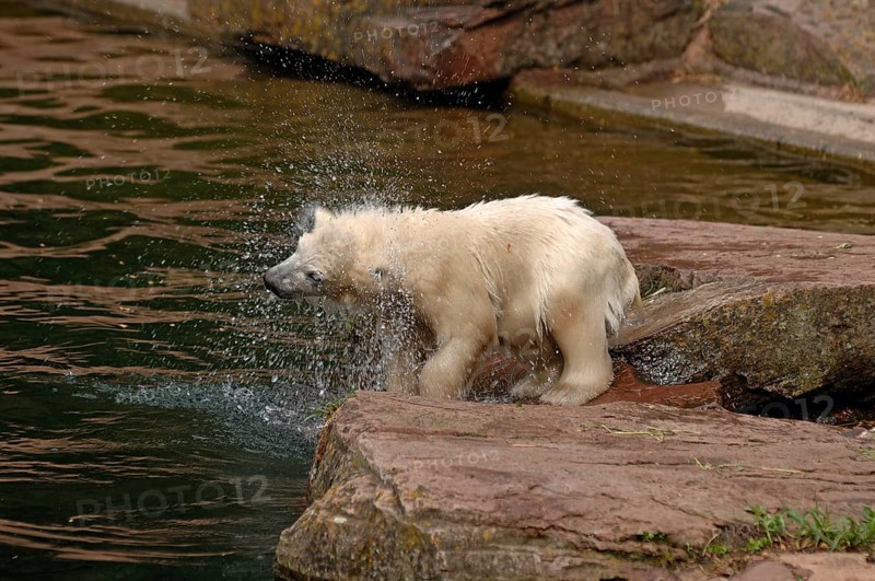 Small polar bear (Ursus maritimus) shaking itself dry, Nuremberg Zoo, Am Tiergarten 30, Nuremberg, Middle Franconia, Bavaria, Germany, Europe