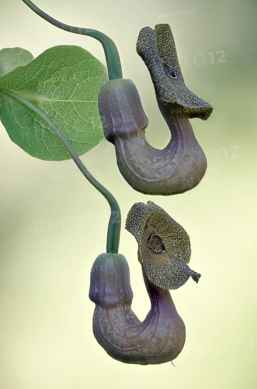 Dutchman's pipe (Aristolochia macrophylla), flowers, Emsland, Lower Saxony, Germany, Europe