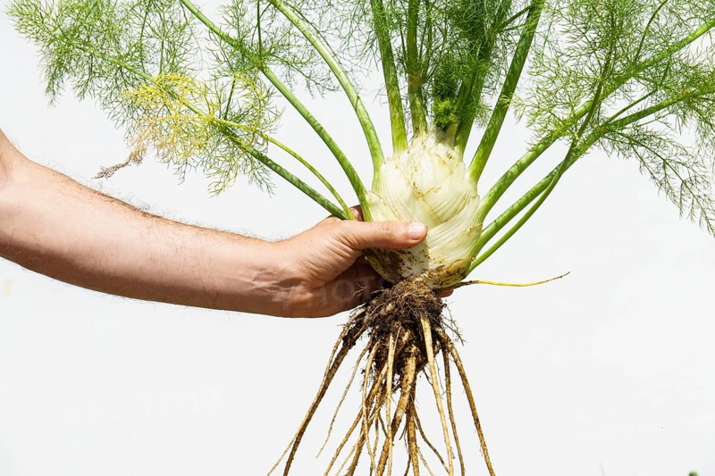 Arm of a man holding a fennel plant picked from his organic garden isolated on white background