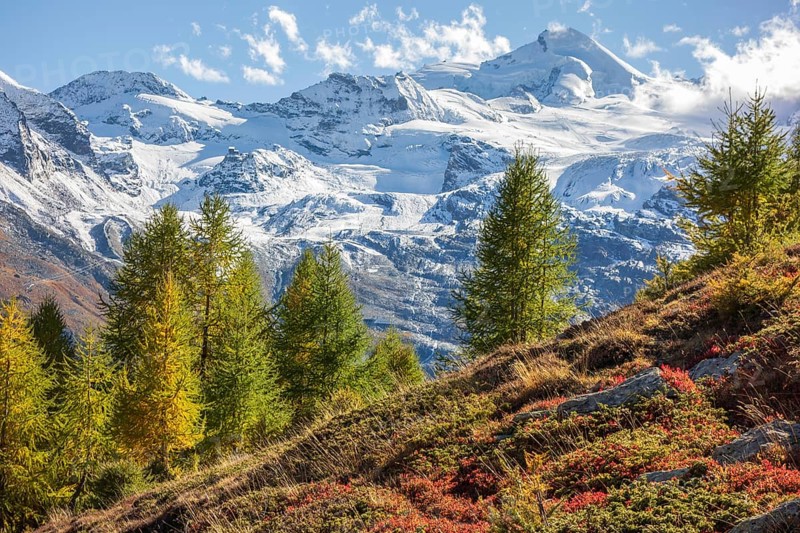 Snow-covered mountains in the background, colourful autumn trees in the foreground under a clear blue sky, Autumn trees in front of snow-covered mountains, Saas Fee, Switzerland, Europe