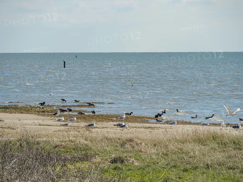 Beach scene at the sea with many birds and grey sky as well as cloudy sea horizon, dune and hiking trails at the watteenmeer, clouds in the sky, nes, ameland, netherlands