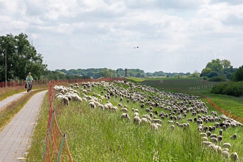 Sheep grazing on the dyke, cyclist, Elbe cycle path near Boizenburg, Mecklenburg-Western Pomerania, Germany, Europe