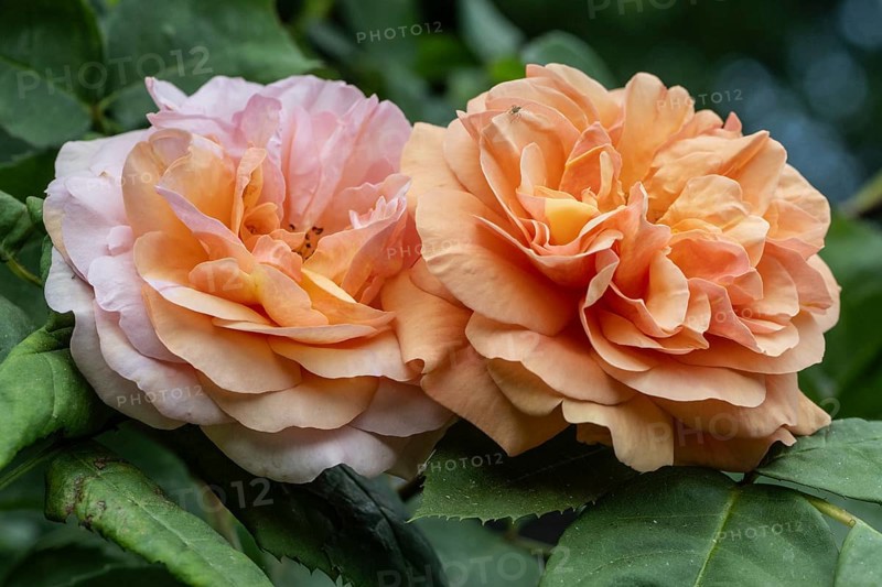 English shrub rose (Rosa Charles Austin), Emsland, Lower Saxony, Germany, Europe