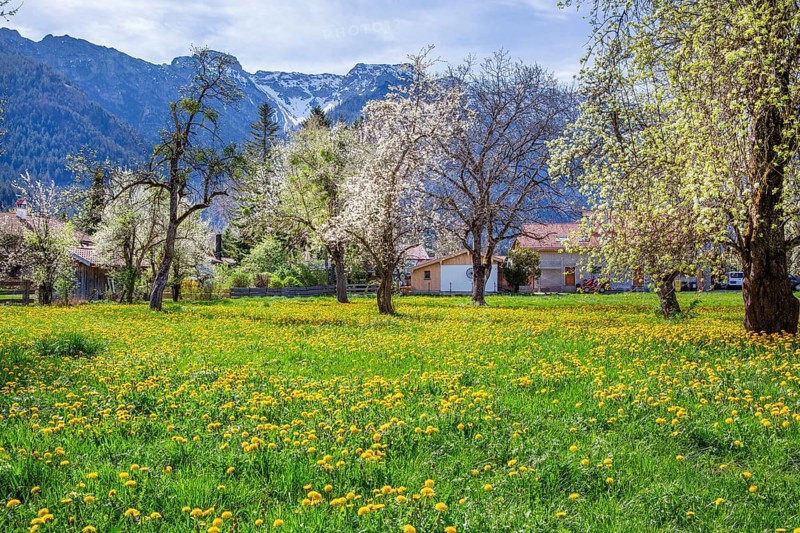 Spring meadow with blossoming trees in the village in front of Hohe Kisten 1922m in the Estergebirge, Eschenlohe, Loisachtal, Das Blaue Land, Upper Bavaria, Bavaria, Germany, Europe