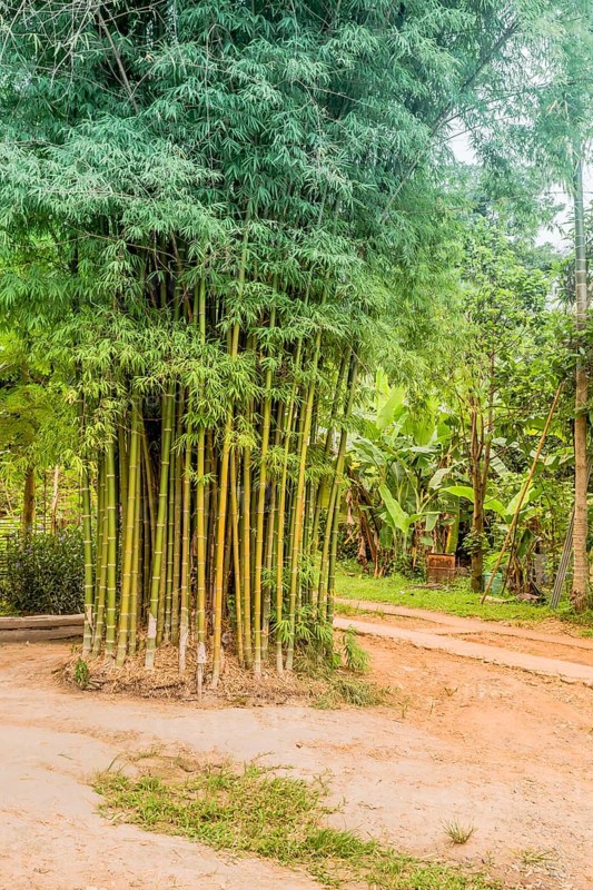 Young green bamboo trees stand next to walking path in Thai cultural village in Chiang Khan, Thailand, Asia