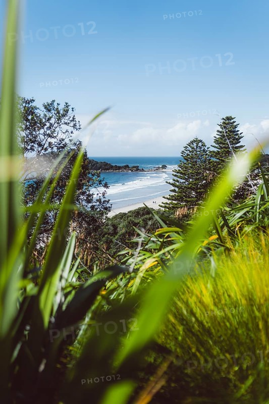 Nature shot of the beach and wave with paradisiacal plants and trees in the foreground. Taken while travelling in Tauranga, New Zealand, Oceania