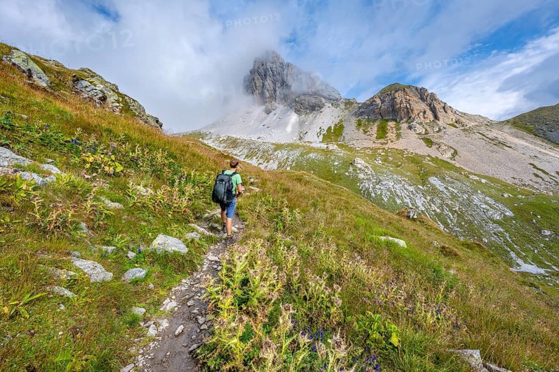 Mountaineer on a hiking trail between flowering thistles, rocky summit of the Grosser Kinigat in the background, Carnic High Trail, Carnic Alps, Carinthia, Austria, Europe