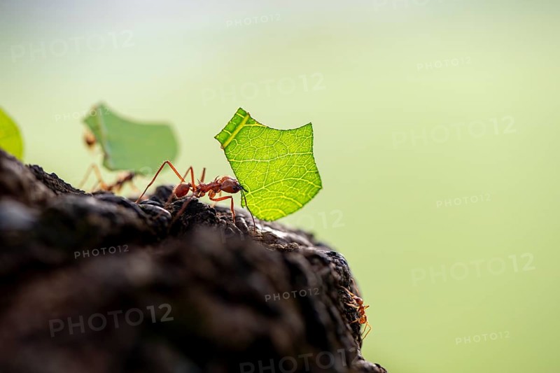 Leaf-cutter ant (Atta cephalotes) carrying a piece of leaf, rainforest, Tortuguero National Park, Costa Rica, Central America