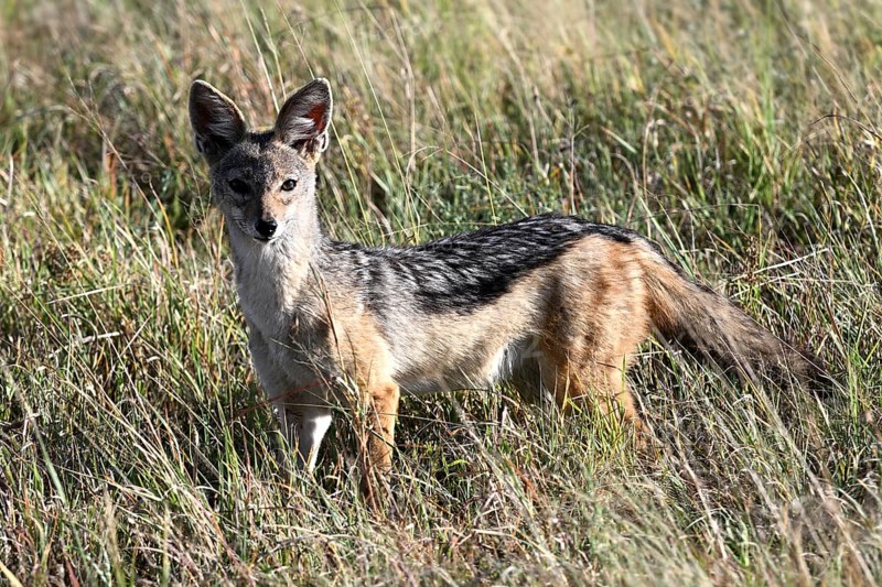 Black-backed Jackal (Canis mesomelas), Serengeti National Park, Tanzania, Africa