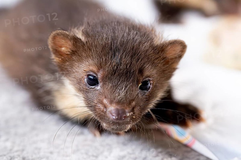 Beech marten (Martes foina), young animal in close-up at a food bowl in a wildlife rescue centre, North Rhine-Westphalia, Germany, Europe