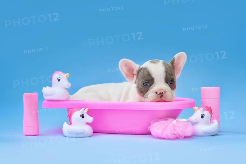 Cute pied French Bulldog dog puppy in pink bathtub with unicorn rubber ducks on blue background