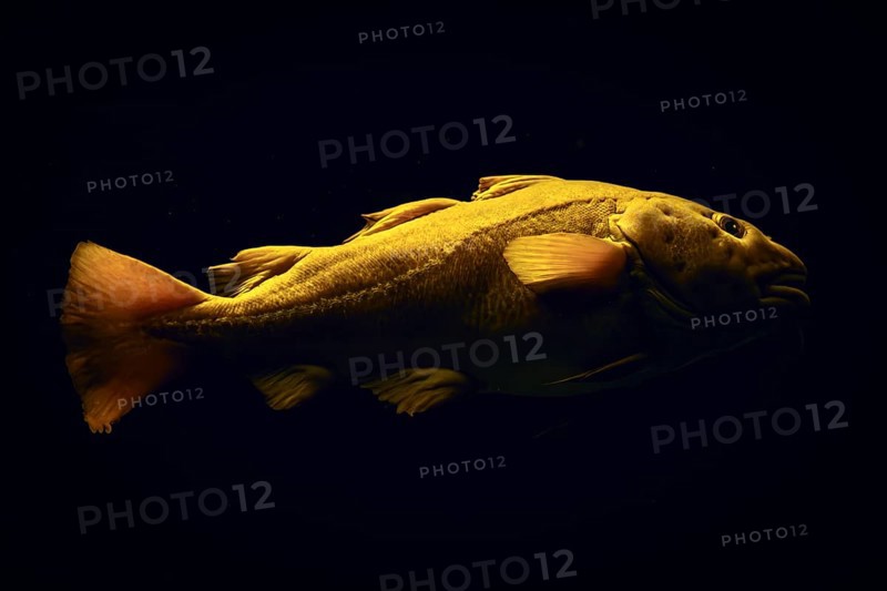 Atlantic cod Gadus morhua fish in sea underwater