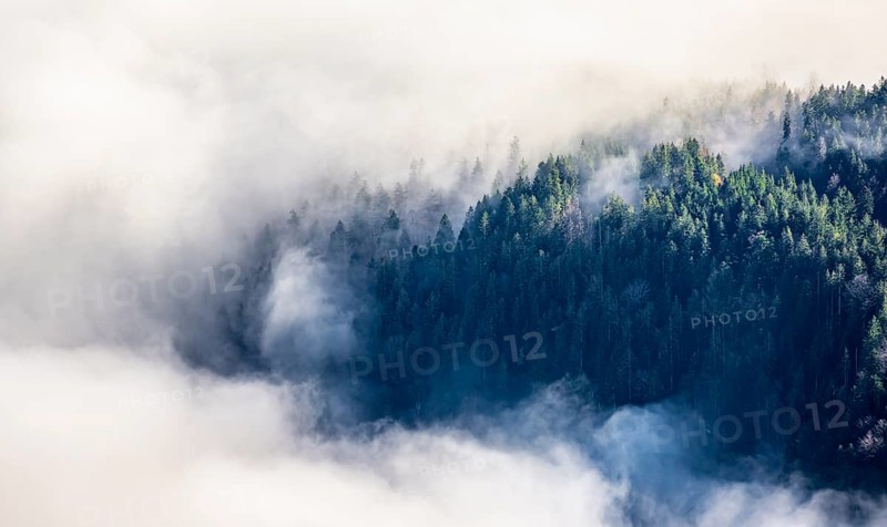 Wooded mountain looks out of cloud cover, view from Ettaler Manndl, high fog in the valley, Ammergau Alps, Bavaria, Germany, Europe