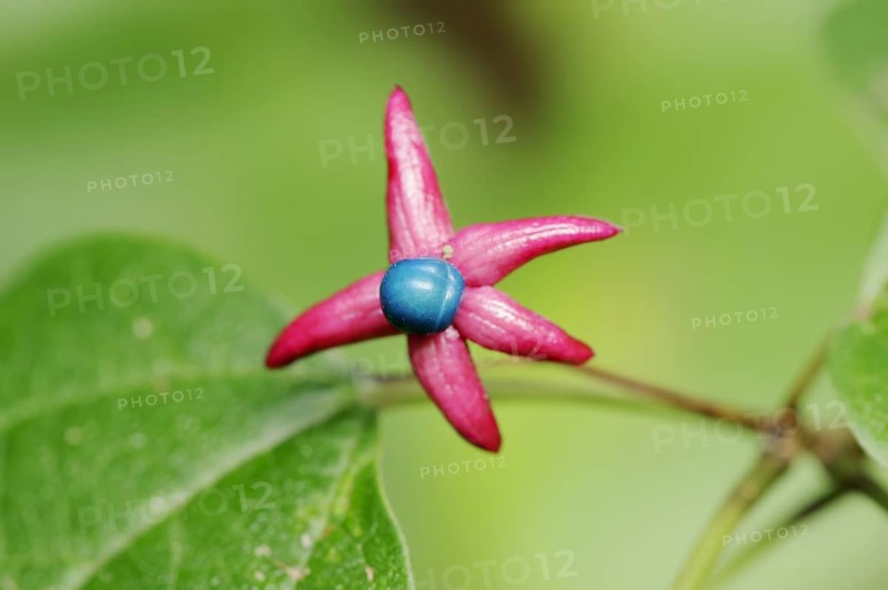 Japanese clerodendrum or Chinese clerodendrum (Clerodendrum trichotomum), fruiting stem, native to Asia, ornamental plant, North Rhine-Westphalia, Germany, Europe