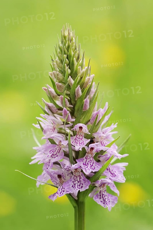 Moorland spotted orchid (Dactylorhiza maculata), North Rhine-Westphalia, Germany, Europe