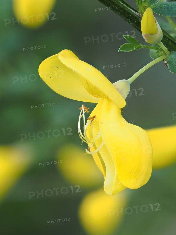 Flower of broom, common broom (Cytisus scoparius), Ratten, Styria, Austria, Europe