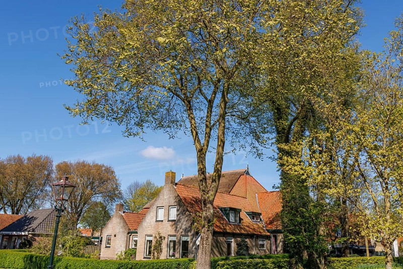 Historic houses and trees in a garden under a blue sky in spring, historic houses in a small village with small streets and trees in spring, Nes, Ameland, Netherlands