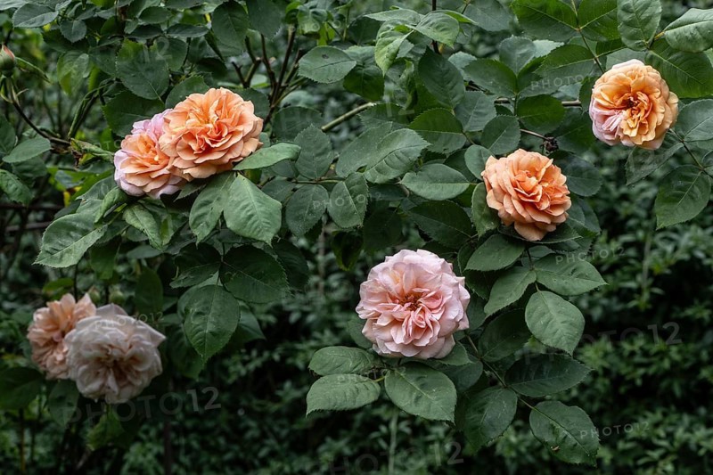 English shrub rose (Rosa Charles Austin), Emsland, Lower Saxony, Germany, Europe