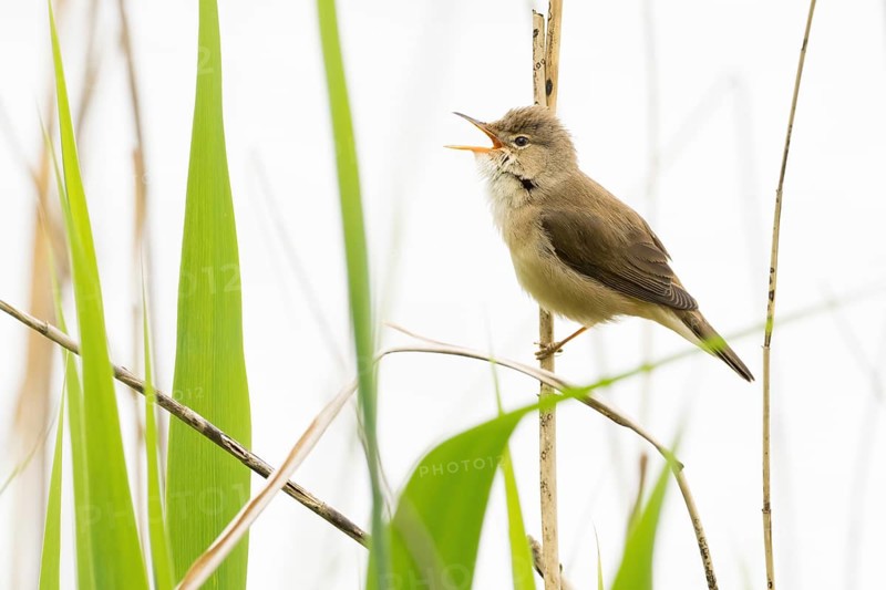 A reed warbler (Acrocephalus scirpaceus) with open beak, singing, twittering, sitting on a branch in a reedbed, Hesse, Germany, Europe
