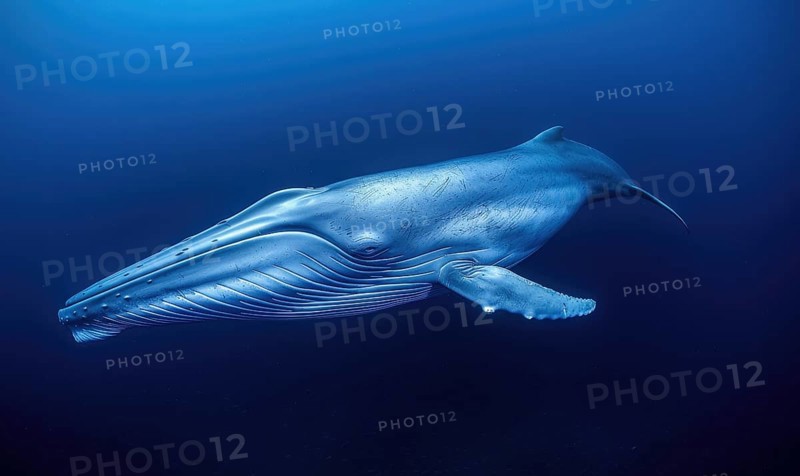 A blue whale in the ocean AI generated