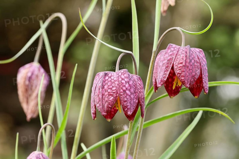 Snake's head fritillary (Fritillaria meleagris), flowers in a meadow, inflorescence, early bloomer, spring, Wilnsdorf, North Rhine-Westphalia, Germany, Europe