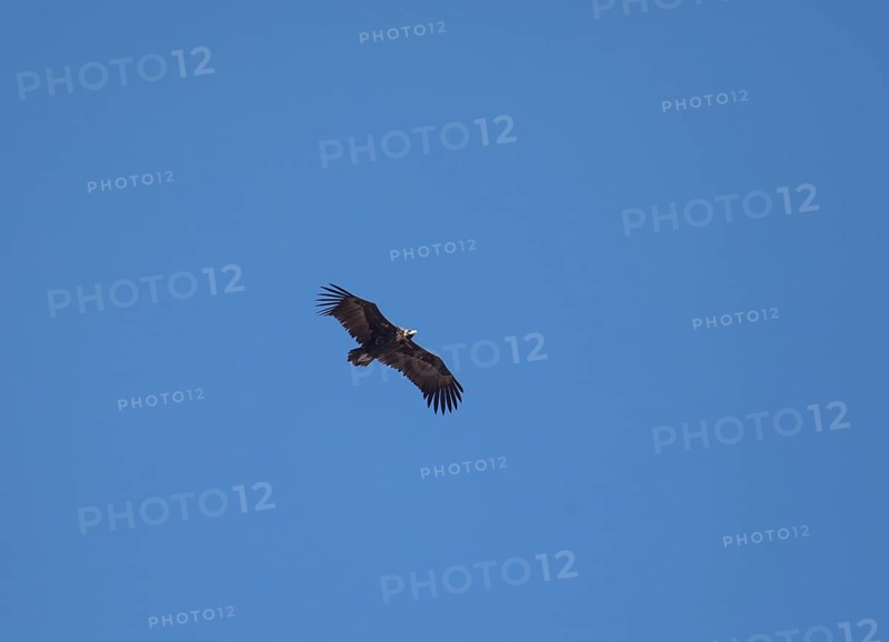 Black vulture or cinereous vulture (Aegypius monachus), Monfraguee National Park, Extremadura, Castilla La Mancha, Spain, Europe