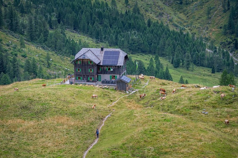 Cows on a mountain pasture, Alpine Club hut, Hochweisssteinhaus mountain hut, Carnic High Trail, Carnic Main Ridge, Carnic Alps, Carinthia, Austria, Europe