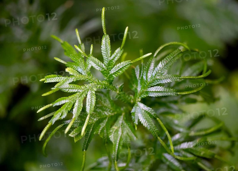 Spikemoss (Selaginella), Tortuguero National Park, Costa Rica, Central America