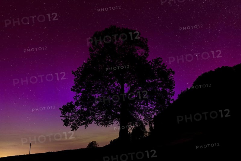 Silhouette of lime tree in front of aurora borealis, northern lights due to solar storm, Challhoechi, Basel-Land, Switzerland, Europe