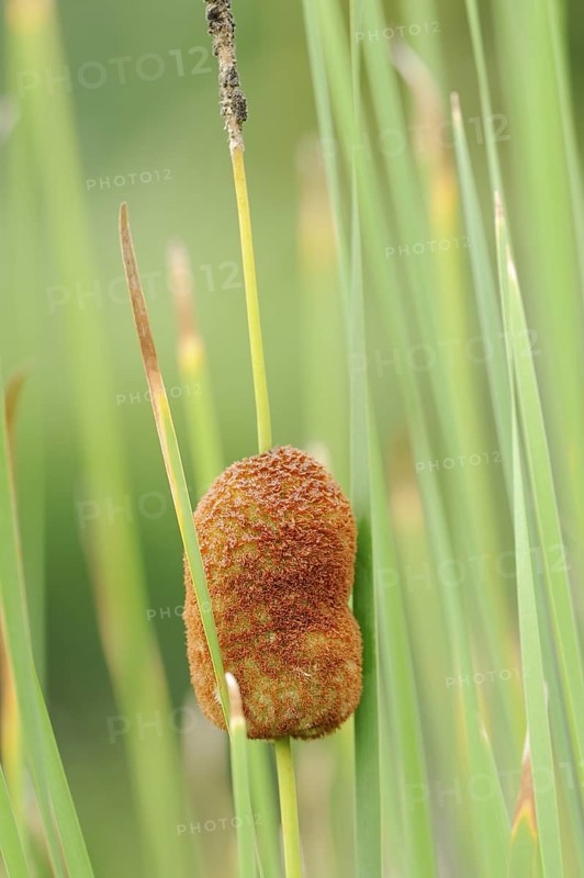 Small cattail or least bulrush (Typha minima), fruit stand, Austria, Europe