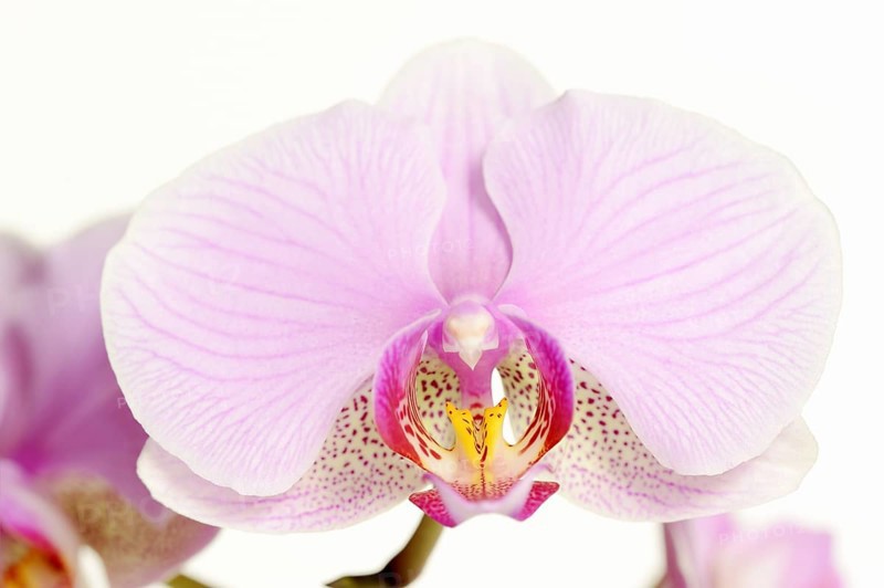 Butterfly orchid (Phalaenopsis), flower, houseplant, North Rhine-Westphalia, Germany, Europe