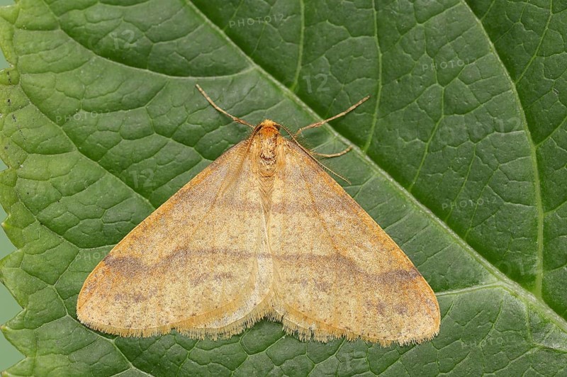 Scarce umber (Agriopis aurantiaria), male, North Rhine-Westphalia, Germany, Europe