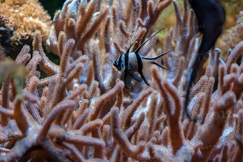 Angelfish (Pterophyllum scalareinmitten) of corals, zoo, Nuremberg, Middle Franconia, Bavaria, Germany, Europe