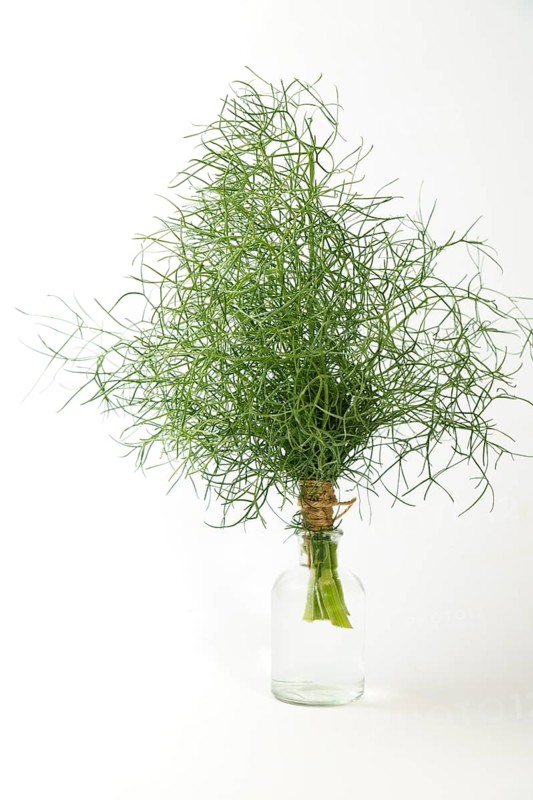 Bunch of fennel tied with hemp string in a glass bottle insulated on a white background and copy space
