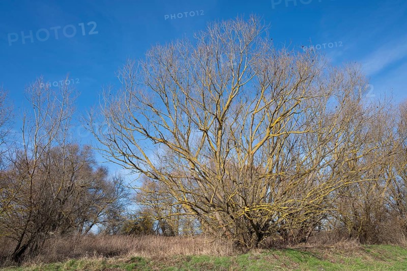 Willow (Salix) overgrown with common orange lichen (Xanthoria parietina), Thuringia, Germany, Europe