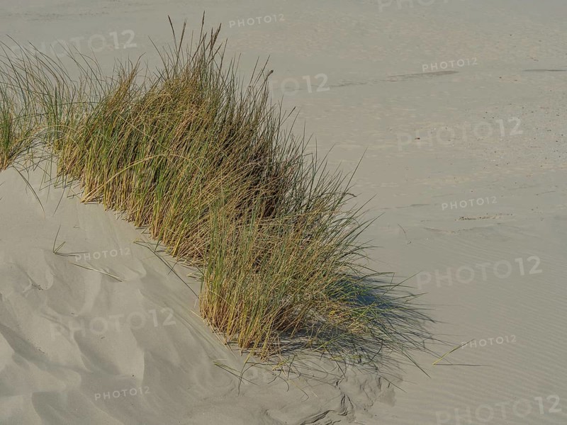 Close-up of grass growing on a sand dune by the sea, in a quiet coastal environment, beach and dunes with grass and a bench by the sea, nes, ameland, the netherlands