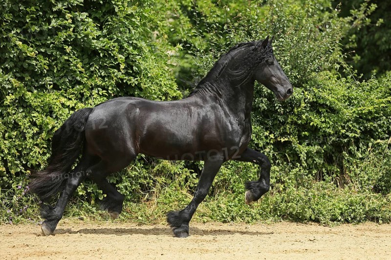 Friesian, Friesian horse
