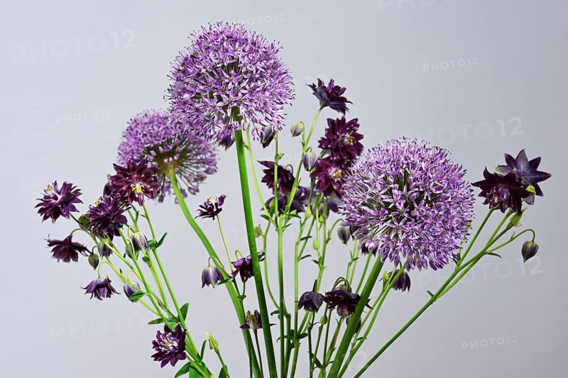 Violet bouquet with Giant onion (Allium giganteum) flowers