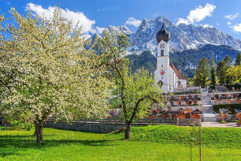 Spring meadow with blossoming trees and parish church in front of the Grosser Waxenstein 2277m in the Wetterstein range, Zugspitz village Grainau, Werdenfelser Land, Bavarian Alps, Upper Bavaria, Bavaria, Germany, Europe