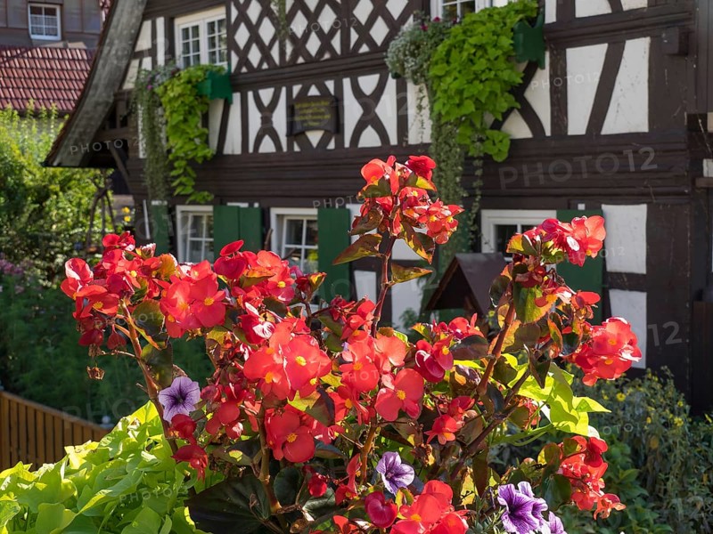 Half-timbered house with white and brown beams, surrounded by blooming red flowers and green shutters, old half-timbered houses with flower decoration in summertime, Freudenstadt, germany