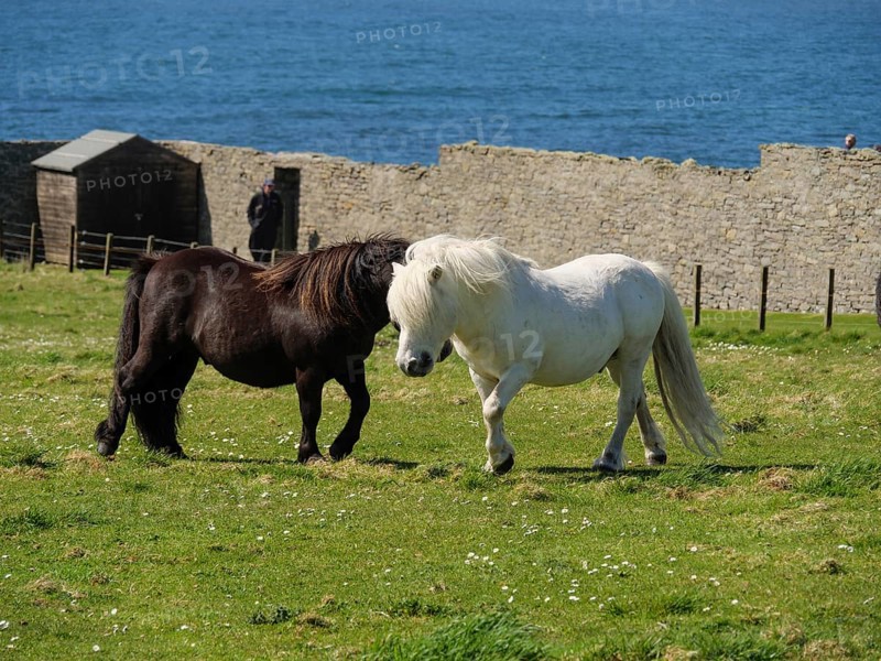 A black and a white pony move on a green pasture in front of a stone wall and the sea, black and white horses in front of a stone house in a meadow by the blue sea, Lerwick, shetland, Scotland, United Kingdom, Europe