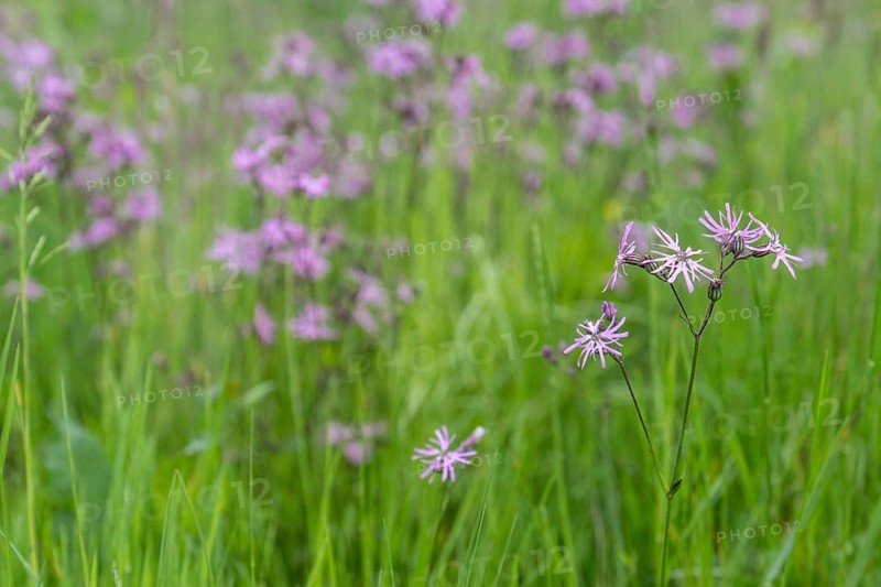 Cuckoo flower (Lychnis flos-cuculi), Emsland, Lower Saxony, Germany, Europe