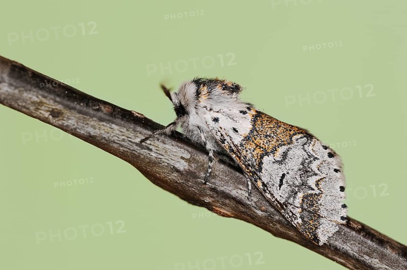 Sallow kitten moth (Furcula furcula), North Rhine-Westphalia, Germany, Europe